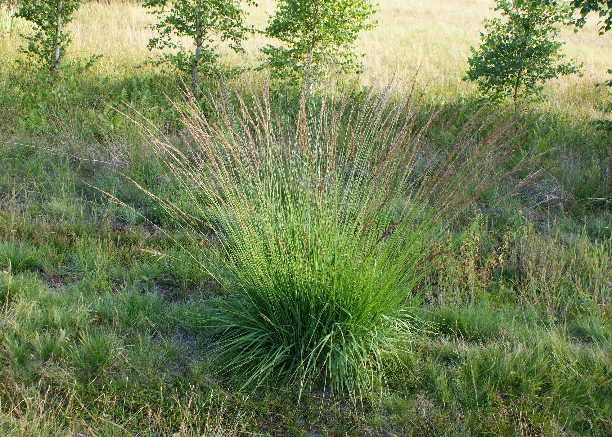 Imagem de Molinia caerulea (L.) Moench