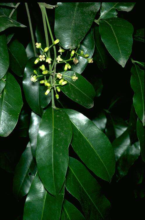 صورة Dysoxylum fraserianum (A. Juss.) Benth.