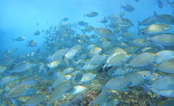 Image of African white-spotted rabbitfish