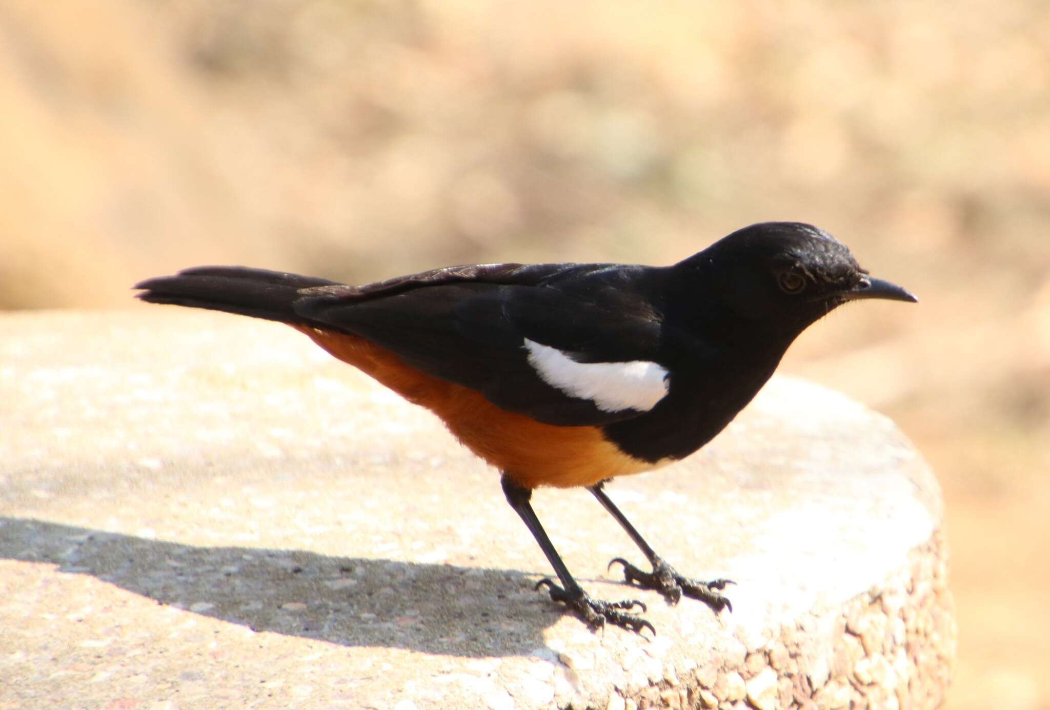 Image of Thamnolaea Cabanis 1851