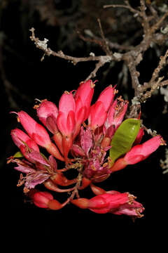 Image of Hottentot's Bean