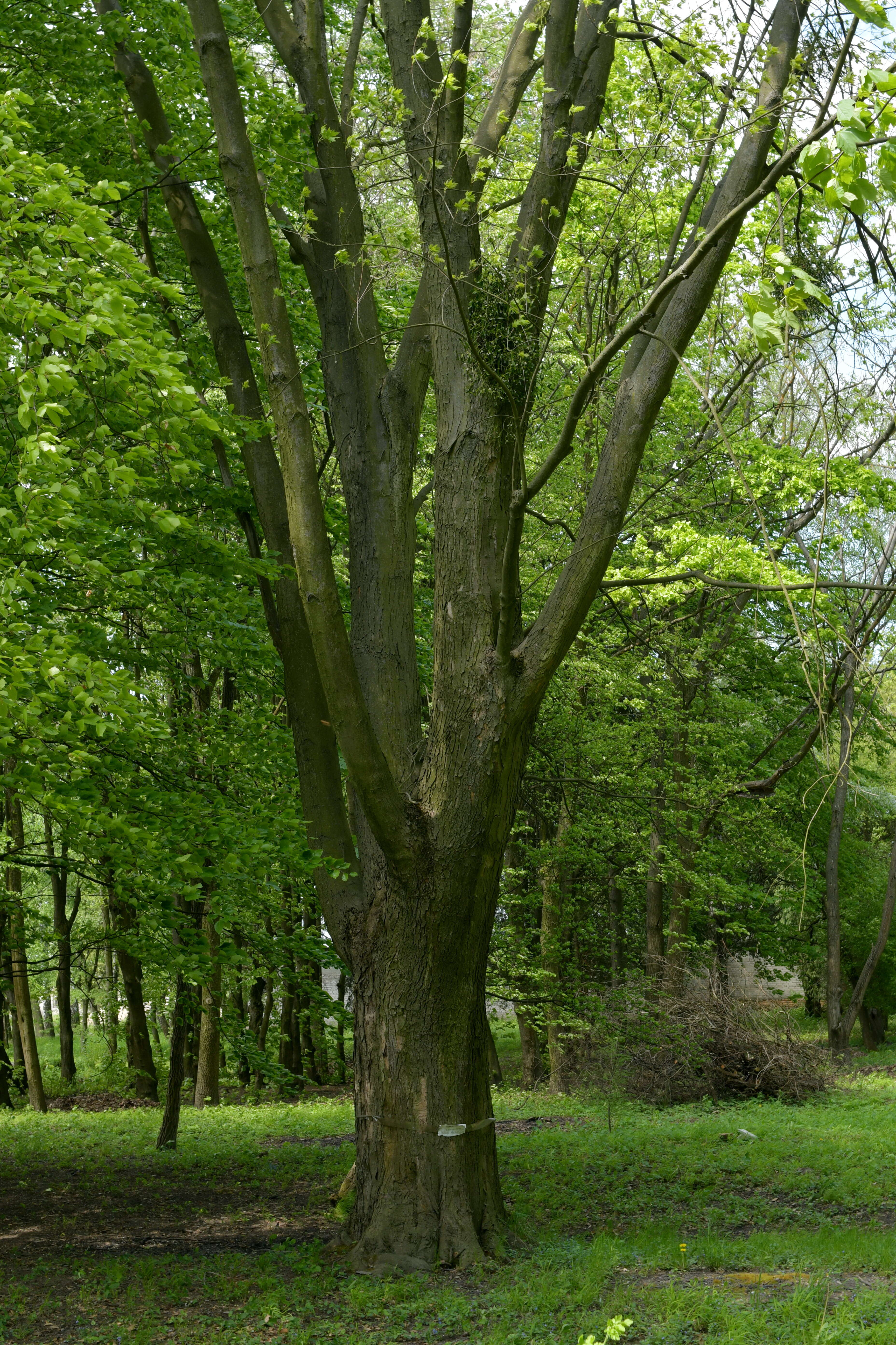 Image of sugar maple