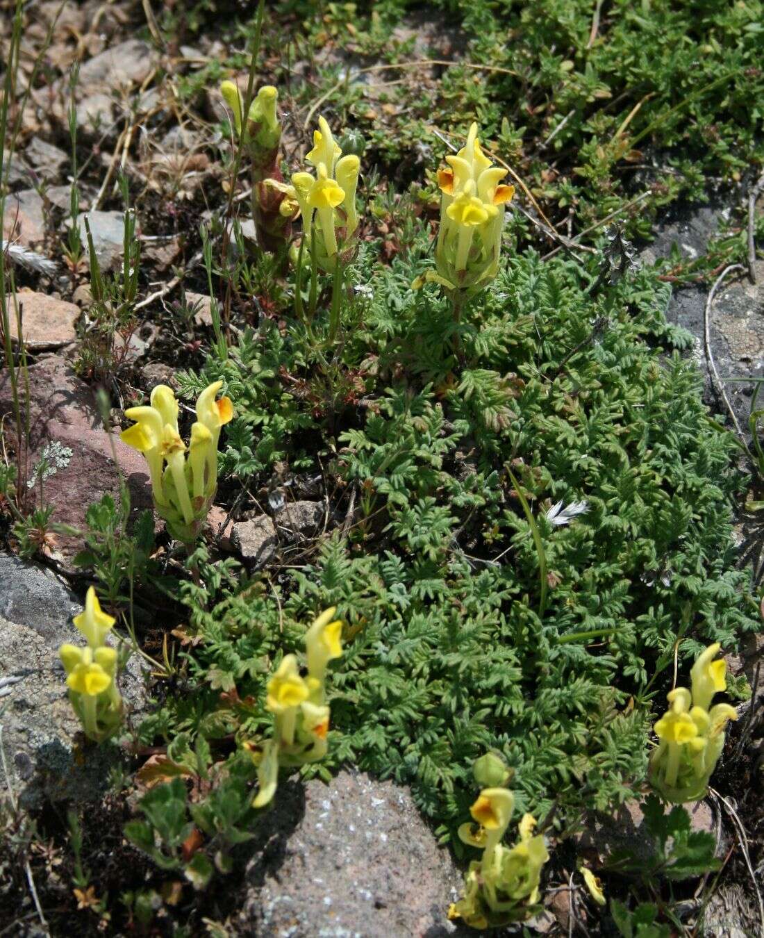 Image of Scutellaria orientalis L.