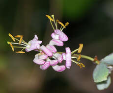 Image of pink honeysuckle