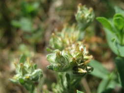 Image of field cudweed