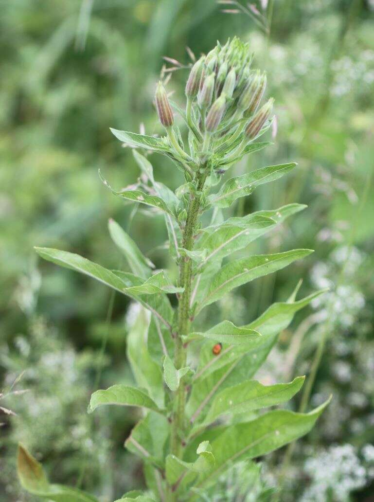 Image of common evening primrose