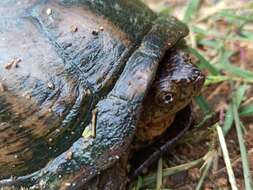 Image of Mexican Mud Turtle