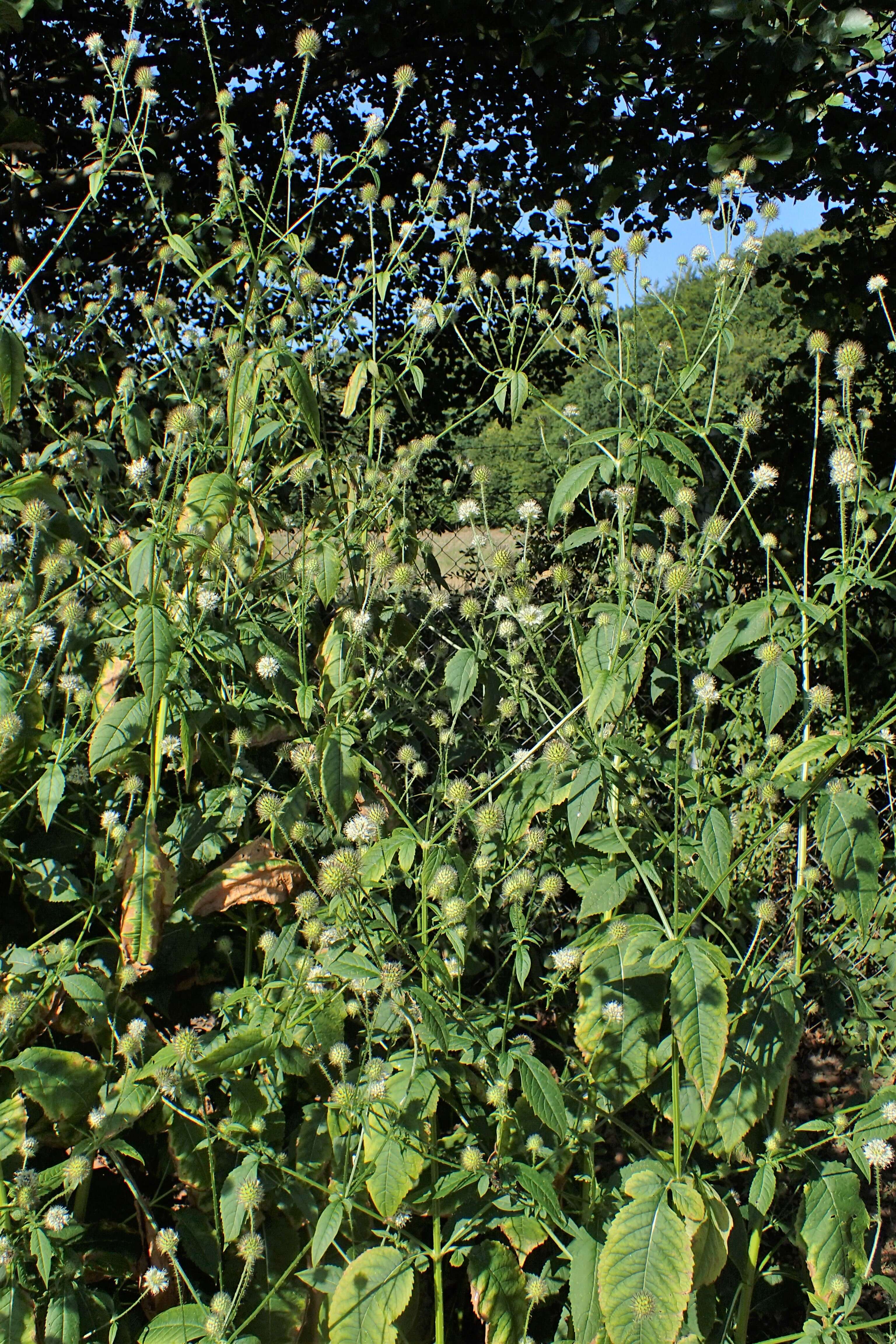 Image of small teasel