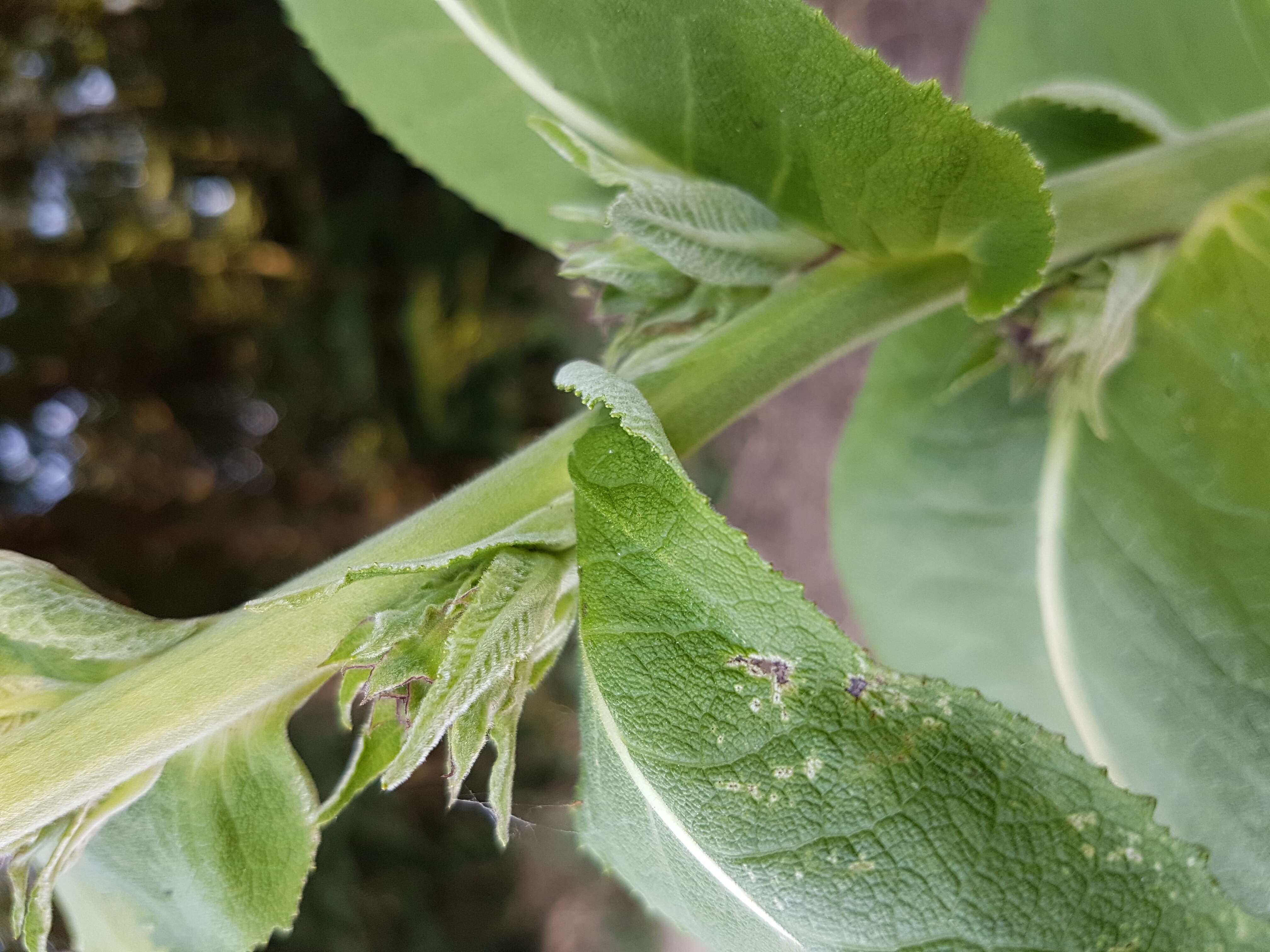 Image of Elecampane