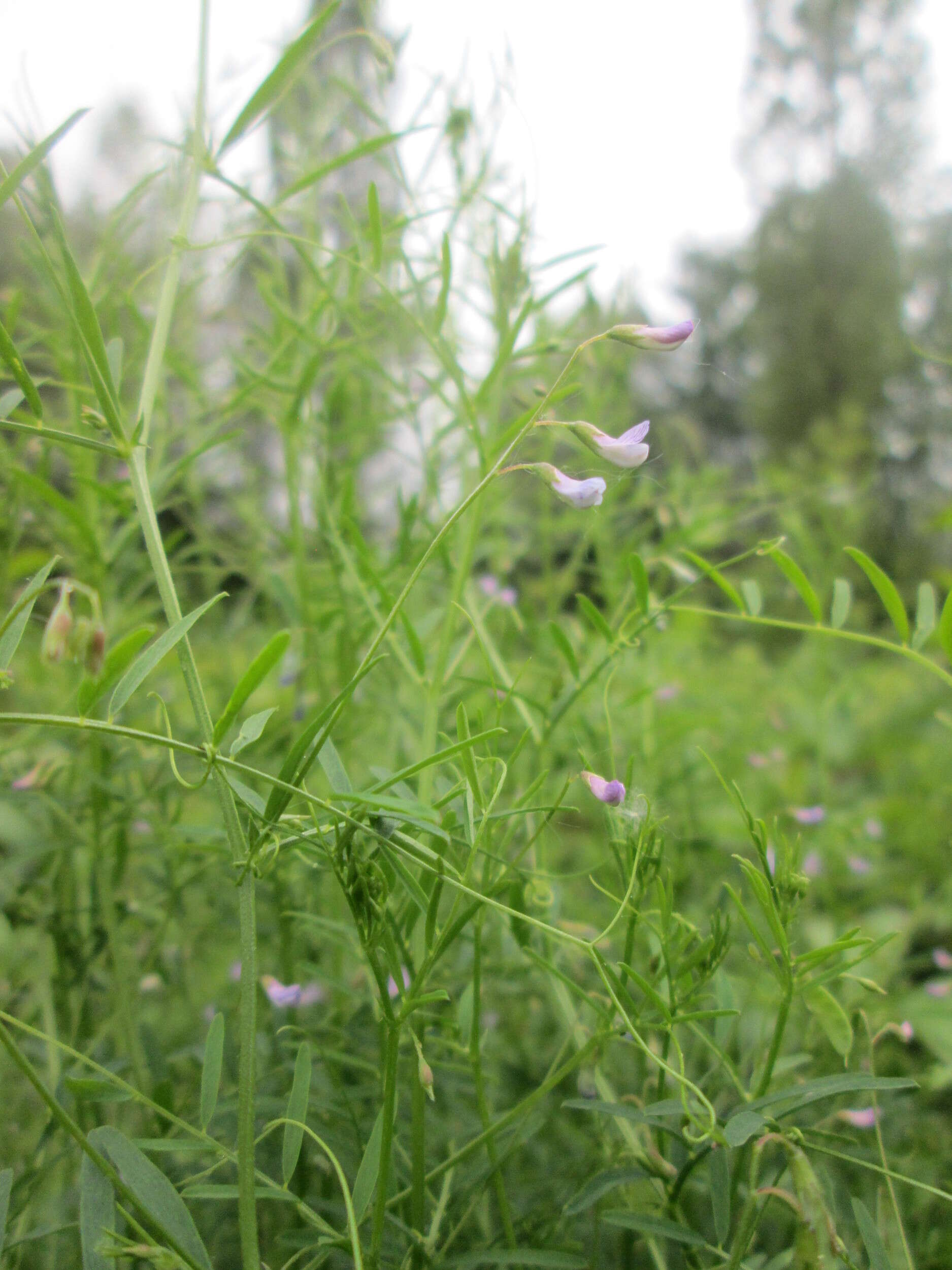 Image of lentil vetch