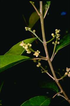 Image of Sarcomelicope simplicifolia (Endl.) T. G. Hartley