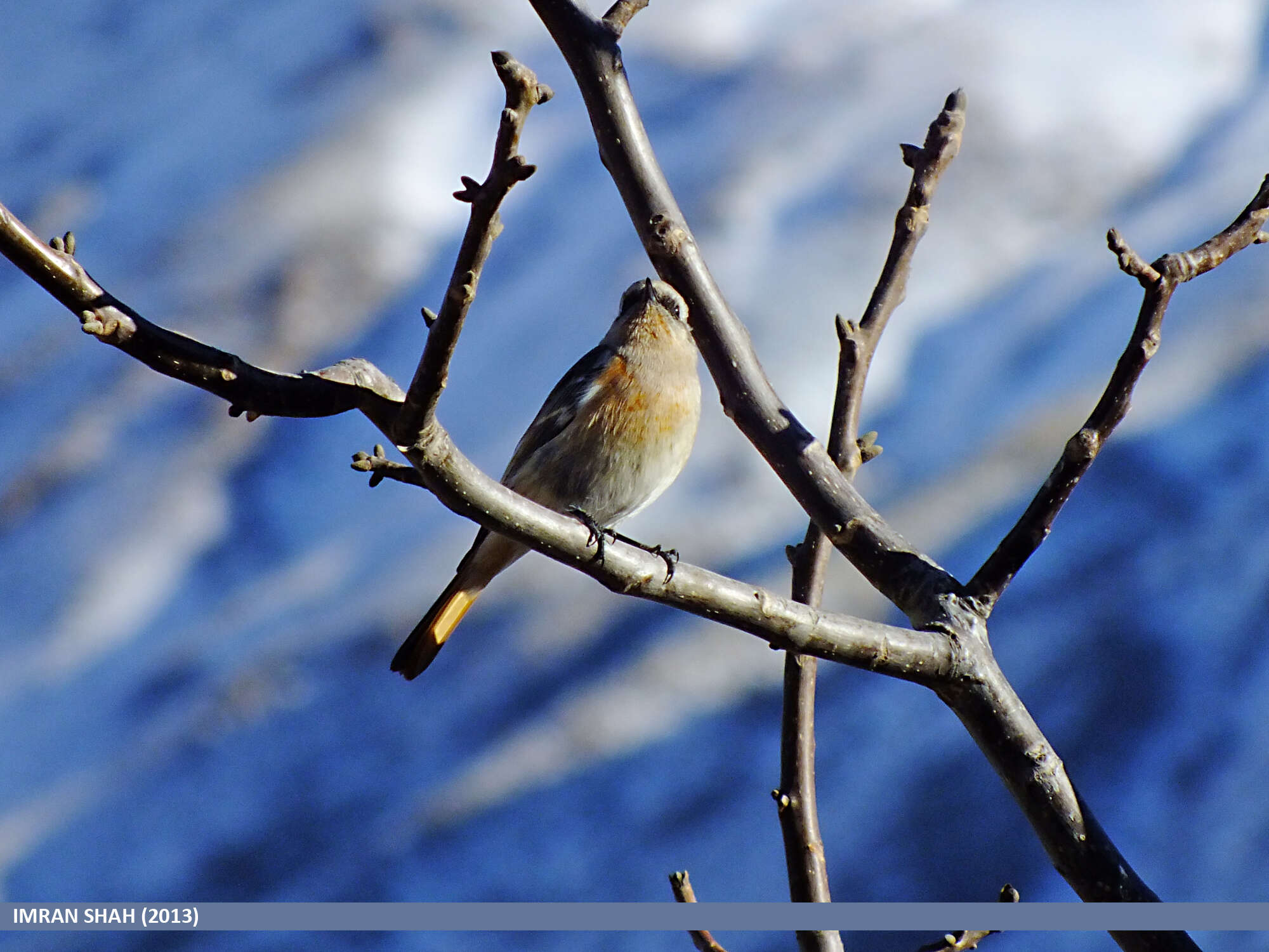 Image of Eversmann's Redstart