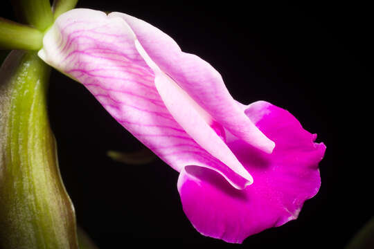 Image of Dorman's Cattleya