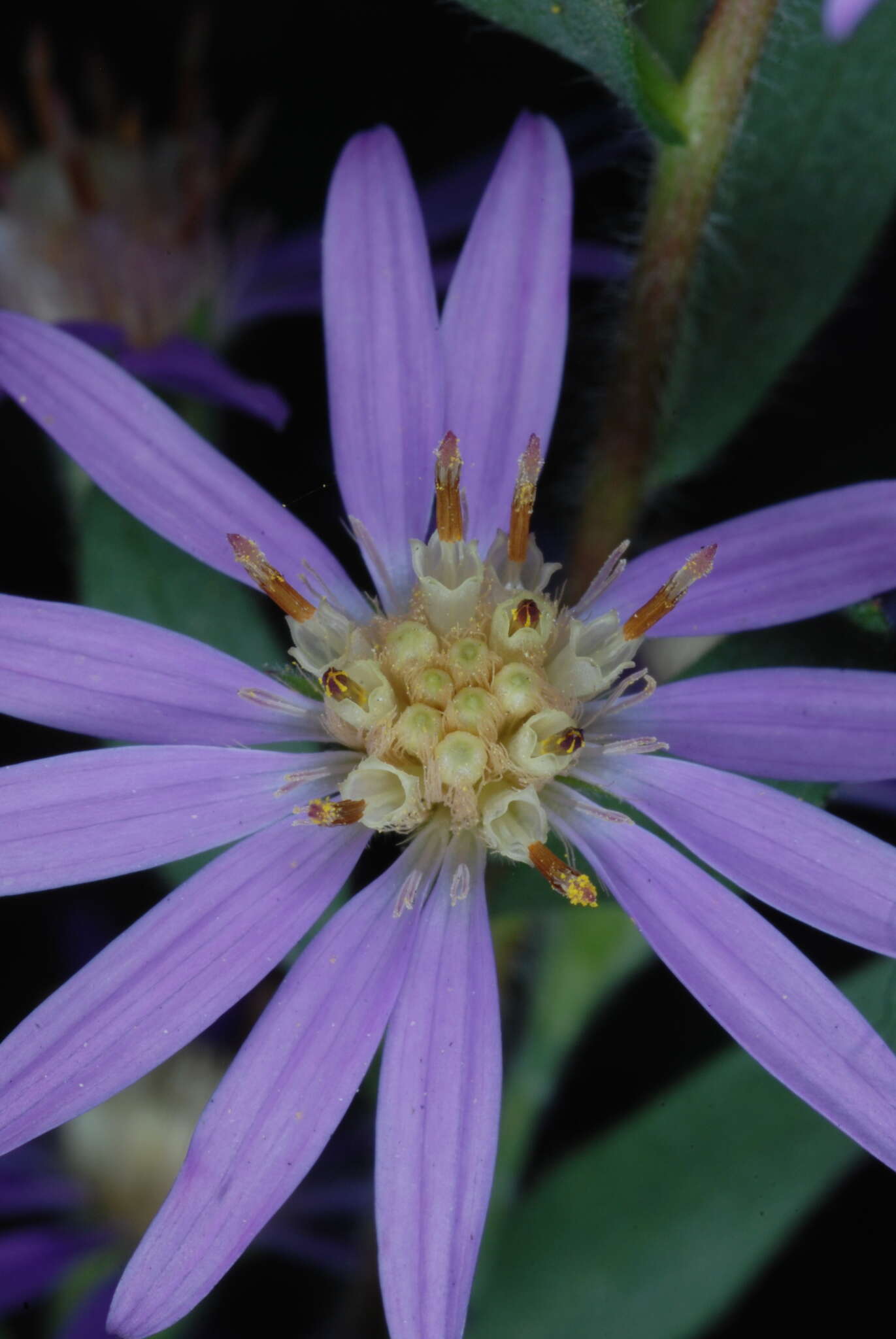 Plancia ëd Symphyotrichum concolor (L.) G. L. Nesom