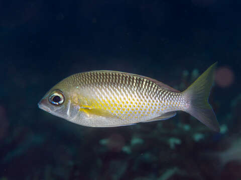 Image of Pearly monocle bream