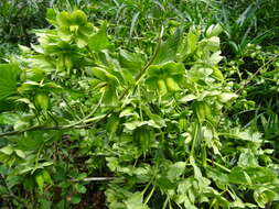 Image of Green Hellebore