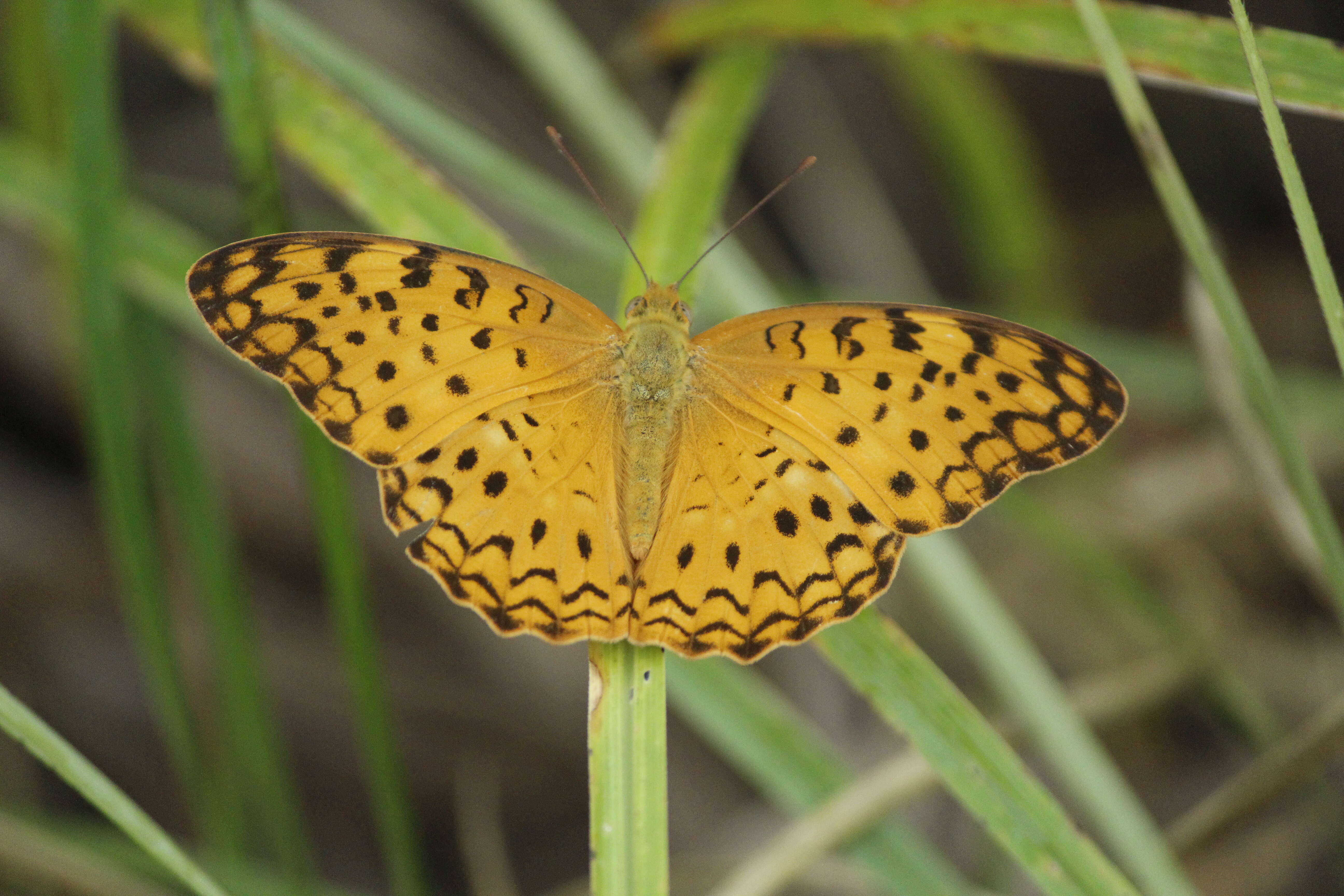 Image de Phalanta phalantha Drury 1773