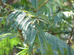 Image de Calliandra houstoniana (Mill.) Standl.