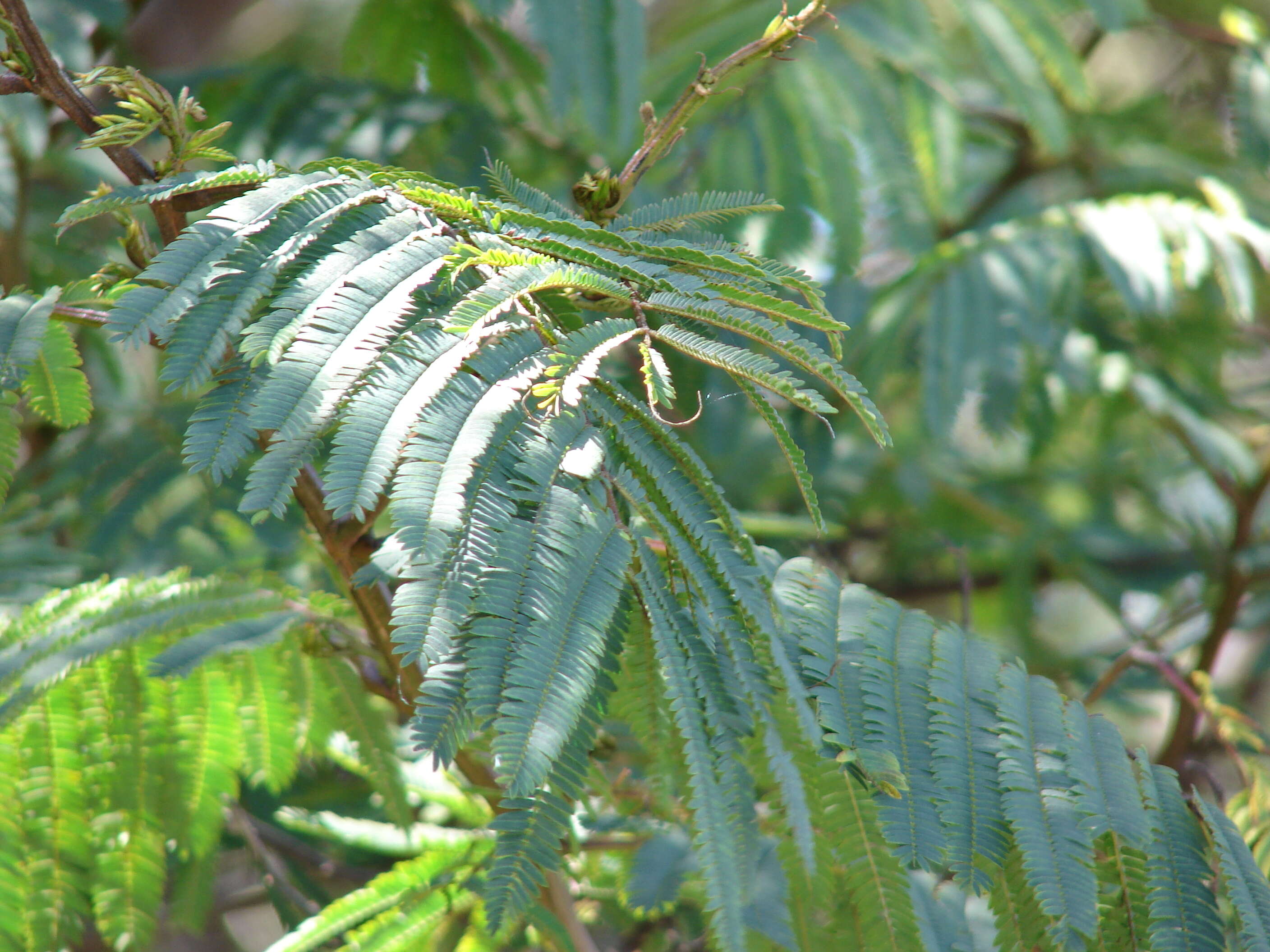 Image de Calliandra houstoniana (Mill.) Standl.