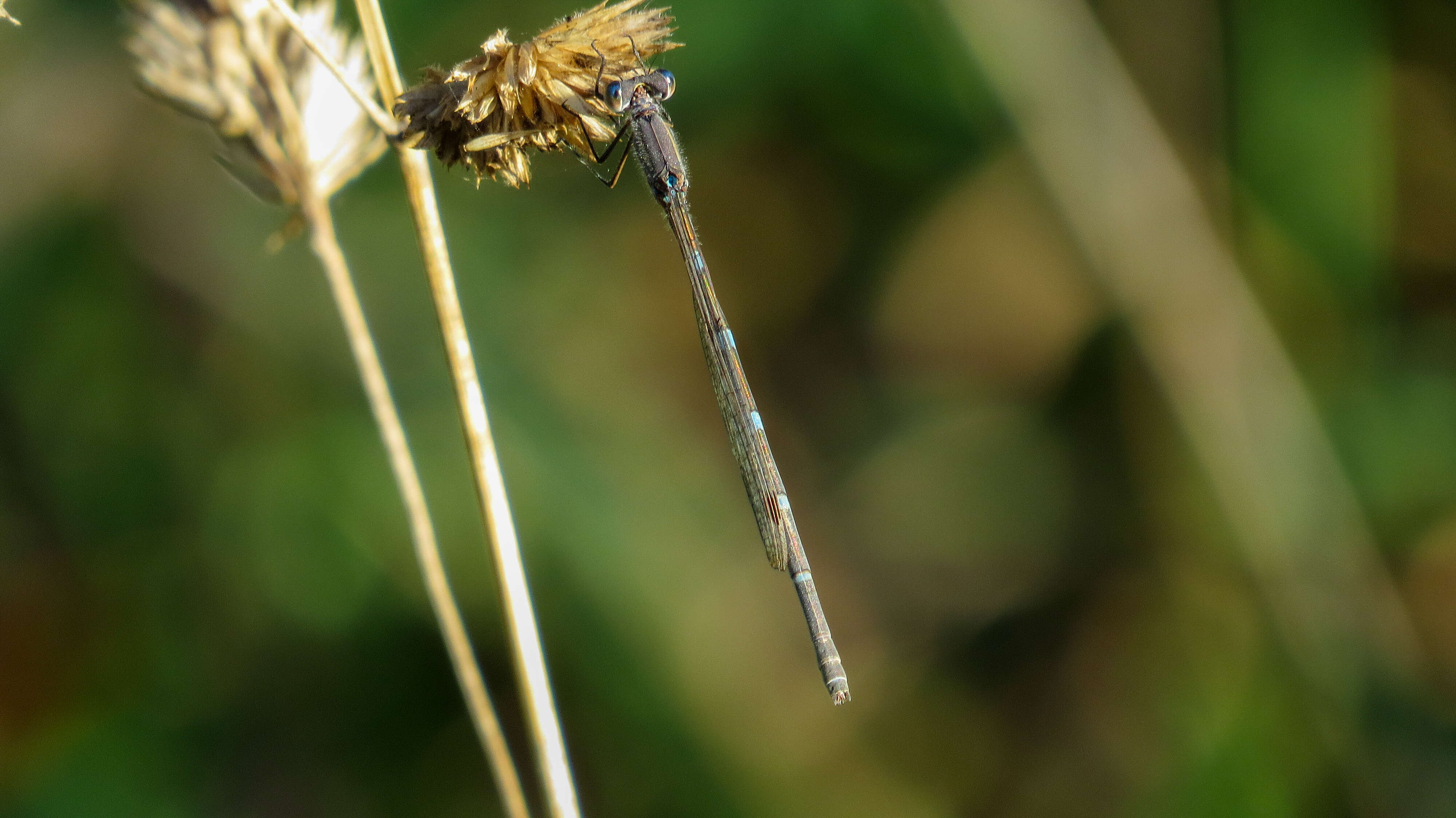 Image of Austrolestes leda (Selys 1862)