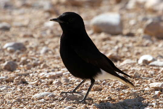 Image of White-crowned Black Wheatear