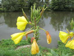 Image of redsepal evening primrose