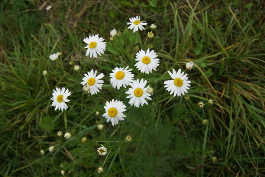 Image of corymbflower tansy