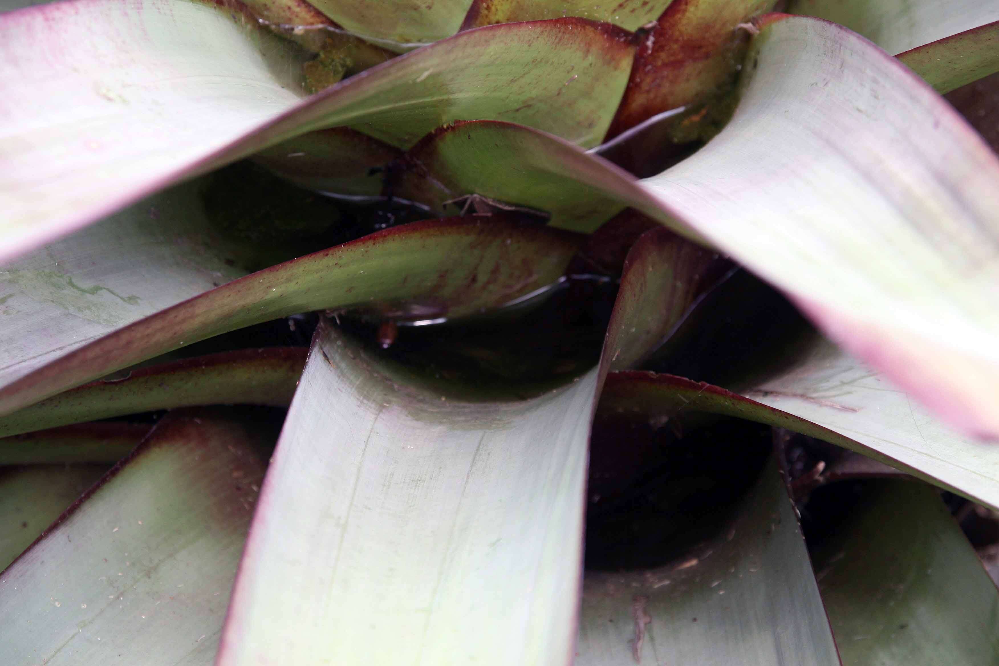 Image of Alcantarea imperialis (Carrière) Harms