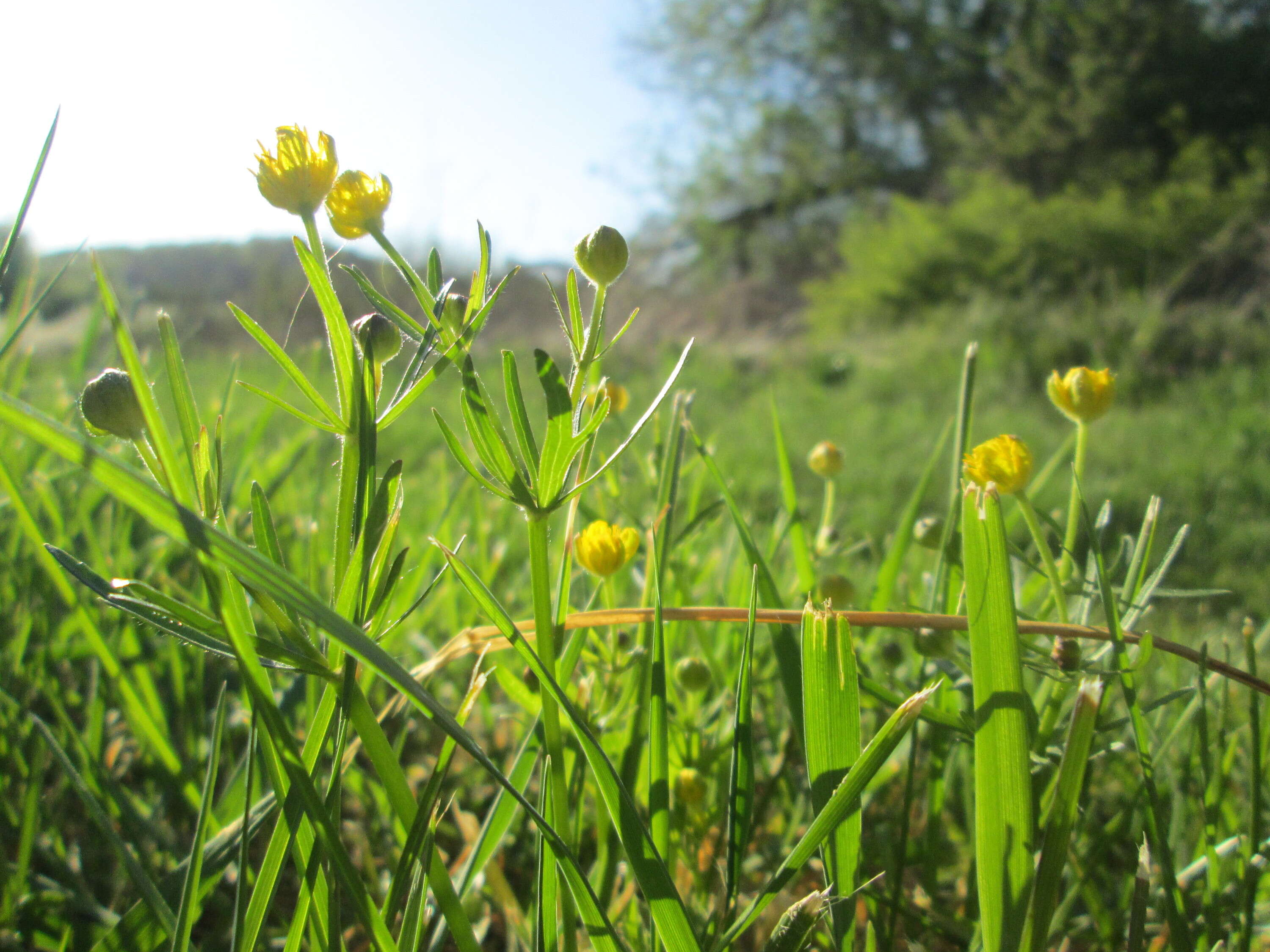 Image de Renoncule tete d'or