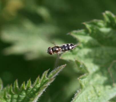 Image of <i>Platycheirus albimanus</i>