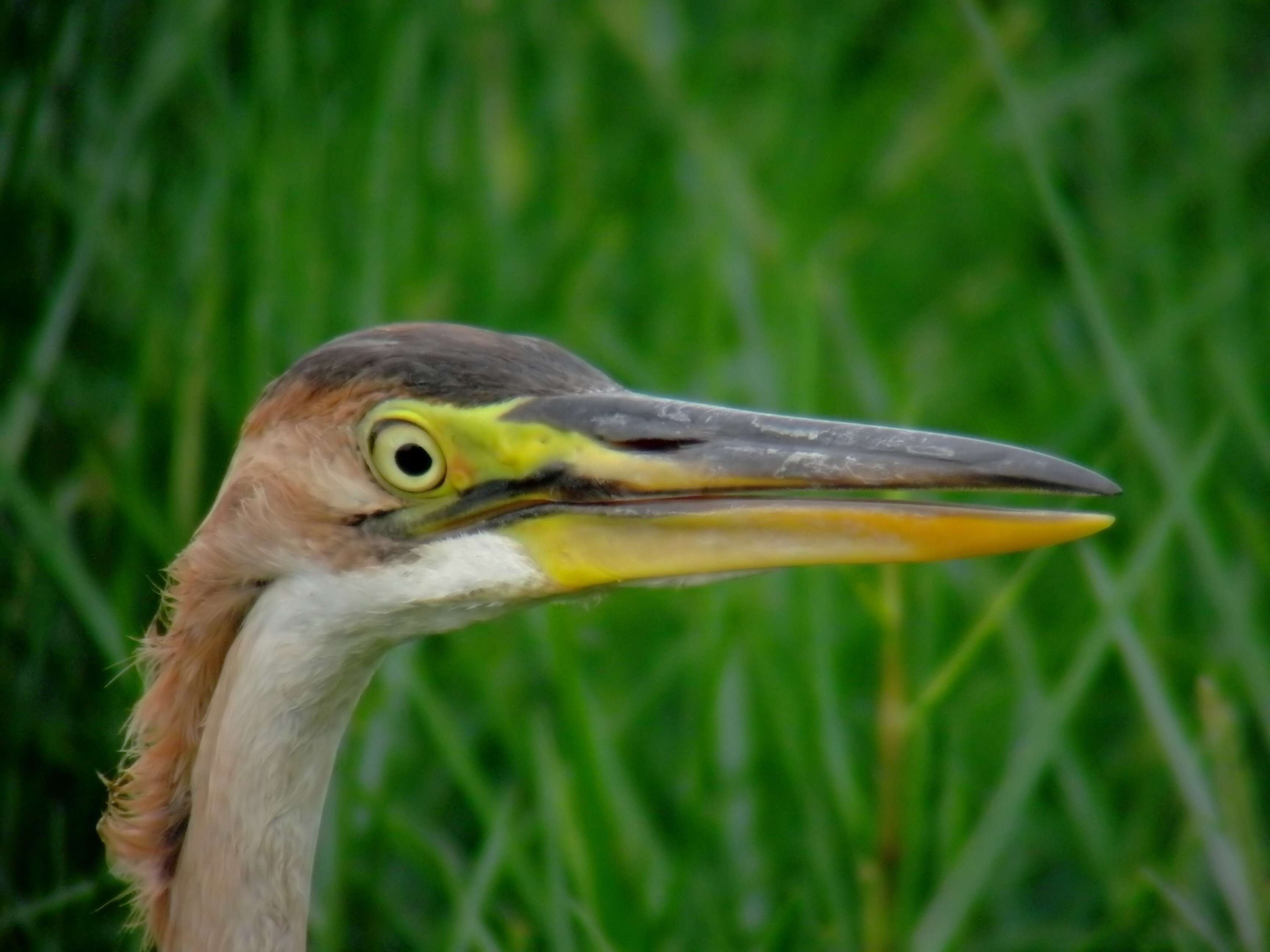 Image of Purple Heron