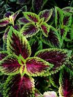 Image of common coleus