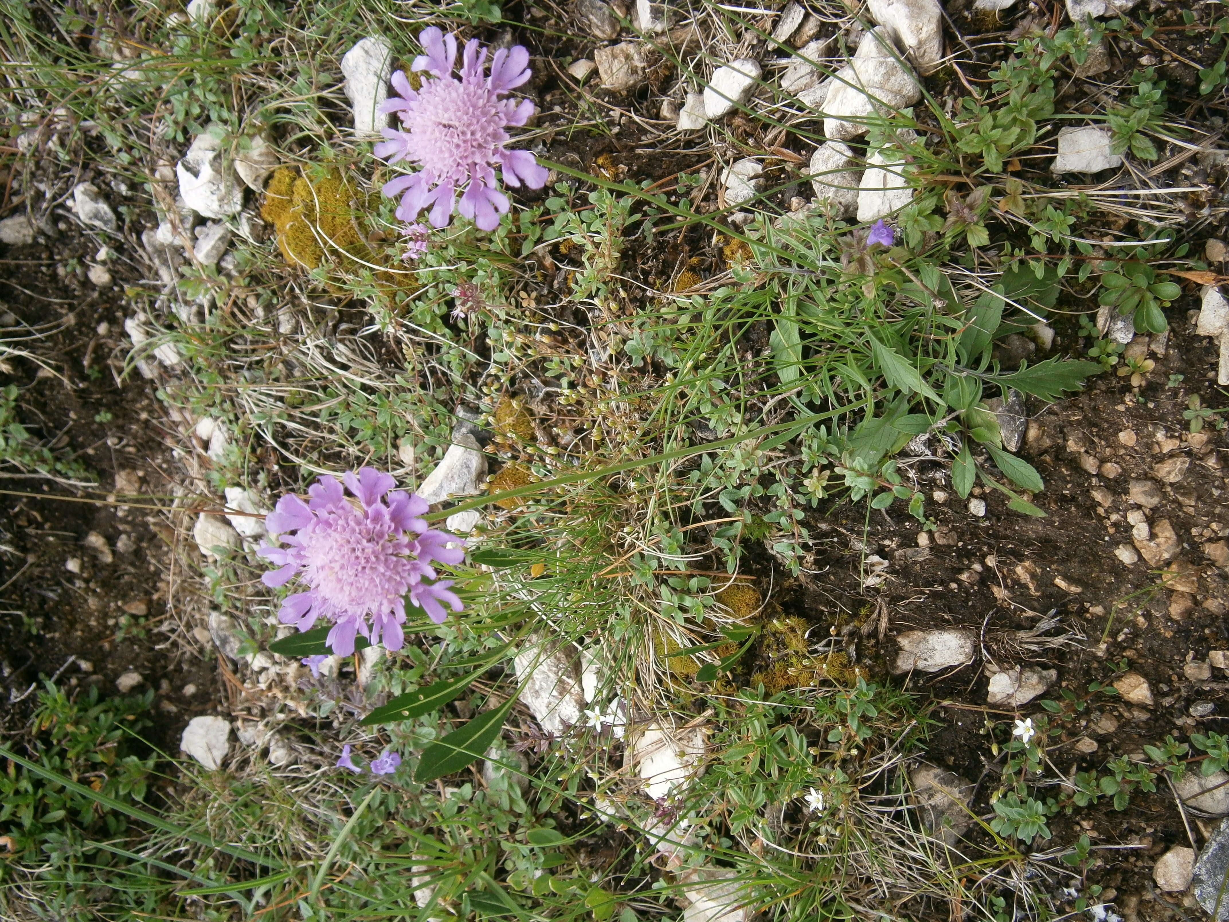 Image of glossy scabious