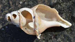 Image of Common whelk