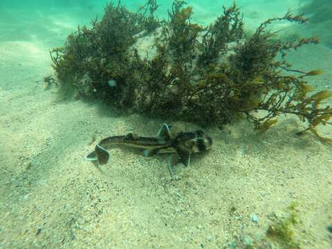 Image of wobbegongs