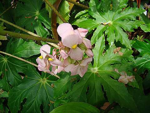 Слика од Begonia heracleifolia Schltdl. & Cham.