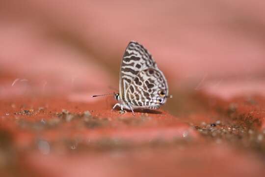 Image of Leptotes plinius