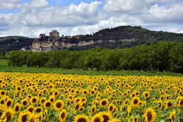 Image de tournesol