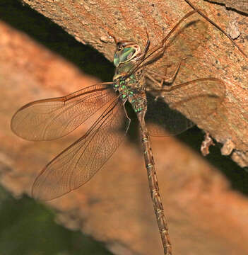 Image of Bar-sided Darner