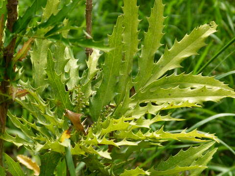 صورة Berberis eurybracteata subsp. eurybracteata