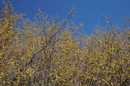 Image of Cornelian cherry dogwood