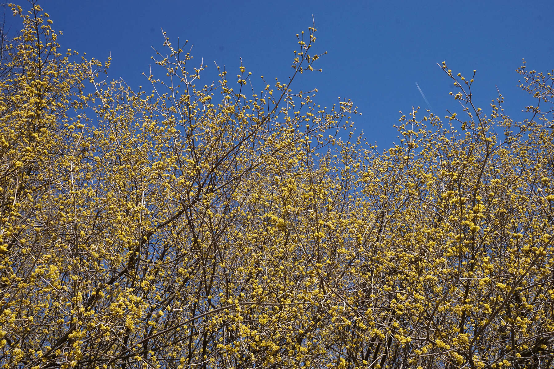 Image of Cornelian cherry dogwood