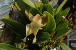 Image of Bulbophyllum grandiflorum Blume