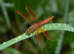 Image of Brachythemis Brauer 1868