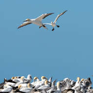 Image of Australasian Gannet