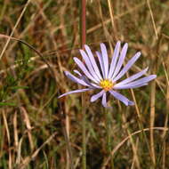 Image of Savannah American-Aster