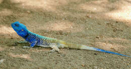 Image of Black-necked Agama