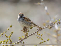 Image of Spanish Sparrow