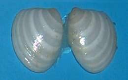 Image of nut clams