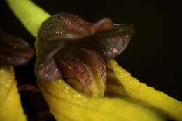 Image of Bulbophyllum retusiusculum Rchb. fil.